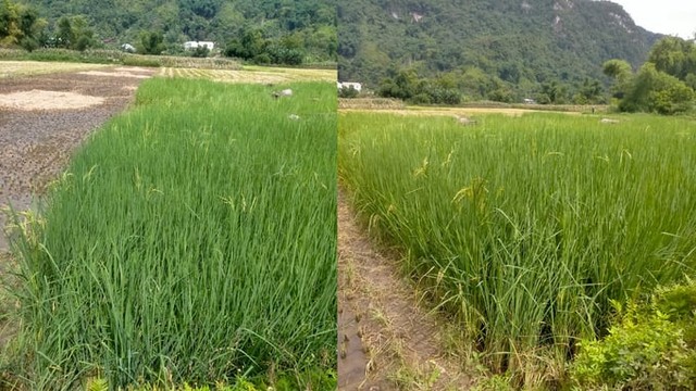 Nhiều hộ dân ở xã Cao Thượng, huyện Ba Bể, tỉnh Bắc Kạn lên mạng xã hội mua giống lúa để sản xuất nhưng đến khi thu hoạch cây không trổ bông, có gia đình cắt để trâu ăn.