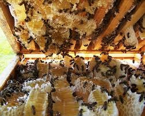 Giá 1 triệu đồng lít  có thật mật ong rừng