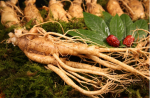 khuyen-cao-sam-ginseng-for-reinforcing-kidney-nguy-hai-voi-nguoi-dung