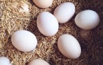 Bài thuốc tốt cho sức khỏe từ trứng gà