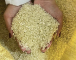 Cẩn trọng khi lựa chọn gạo 'Séng cù xanh' được bán rầm rộ trên mạng