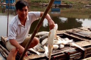 Hàng tấn cá chết trên sông Bưởi, do nước thải gây ô nhiễm?