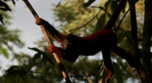 Du lịch Amazon, khu dự trữ sinh quyển cho loài người