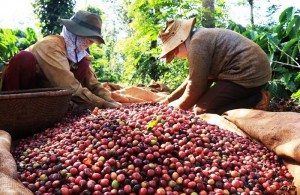 Giá nông sản hôm nay 17/1: Giá cà phê tăng 200 đ/kg, giá tiêu giảm nhẹ