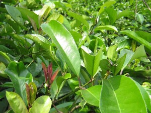 Loại lá phơi khô sẵn có ở Việt Nam là vị thuốc quý giúp hạ đường huyết, giảm mỡ máu