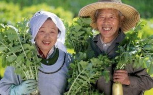 Loại rau kéo dài tuổi thọ mà người Nhật dùng mỗi ngày, giúp hạ đường huyết, xương chắc khỏe, bán đầy ở chợ Việt