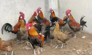 Trại gà rừng 1 triệu USD: Bậc nhất Việt Nam