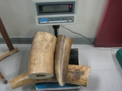 Một phần tang vật là số ngà voi vừa bị hải quan sân bay Tân Sơn Nhất bắt giữ
