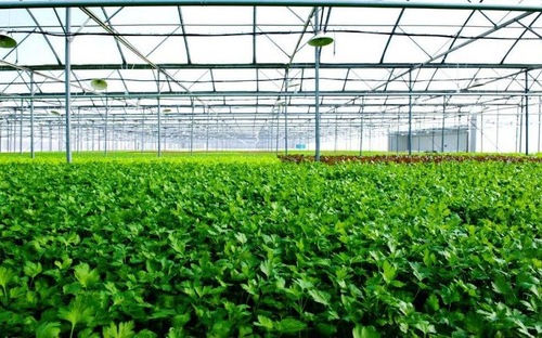 Vingroup xây nhà kính 1.000 tỷ trồng rau sạch