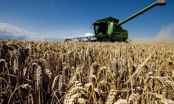Đồng Rúp suy yếu giúp Nga 'đánh bật' Mỹ trong xuất khẩu lúa mì