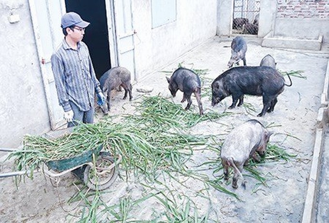 Bỏ việc lương cao 9X về quê nuôi lợn rừng thu hàng tỷ đồng