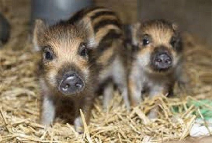 Bỏ việc lương cao 9X về quê nuôi lợn rừng thu hàng tỷ đồng