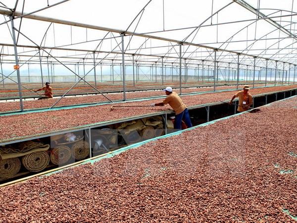 Đồng Nai liên kết với Nhật Bản sản xuất chocolate xuất khẩu