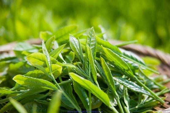 Chất kháng viêm EGCG trong trà xanh có thể chữa thấp khớp hiệu quả
