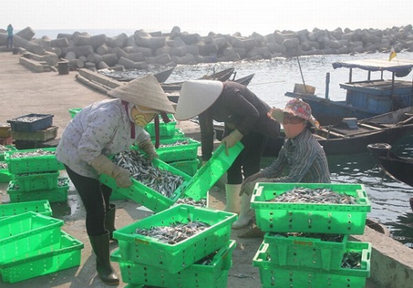Những loại hải sản nào ở vùng biển miền Trung chưa đảm bảo an toàn?