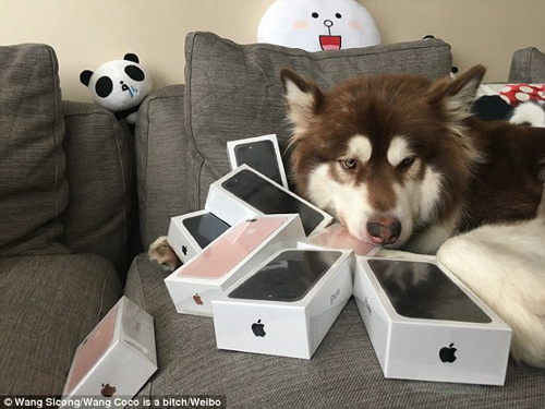 Thiếu gia giàu có nhất Trung Quốc mua 8 chiếc iPhone 7 cho... chó cưng