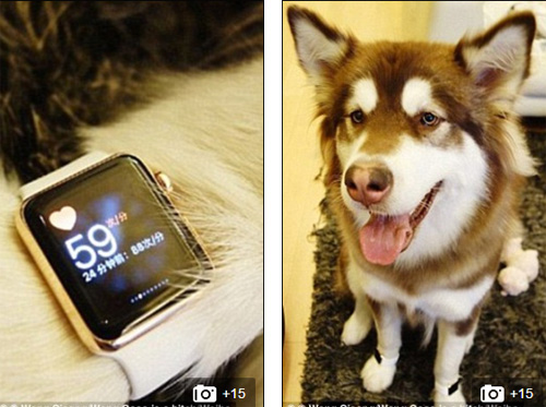 Thiếu gia giàu có nhất Trung Quốc mua 8 chiếc iPhone 7 cho... chó cưng