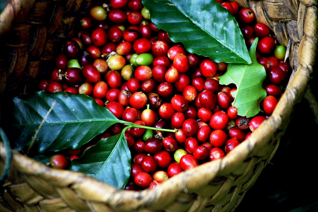 Giá nông sản hôm nay 24/8: Giá cà phê giảm 200-300 đ/kg, giá tiêu tăng 1.000 đ/kg